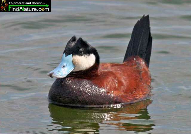 Ruddy Duck