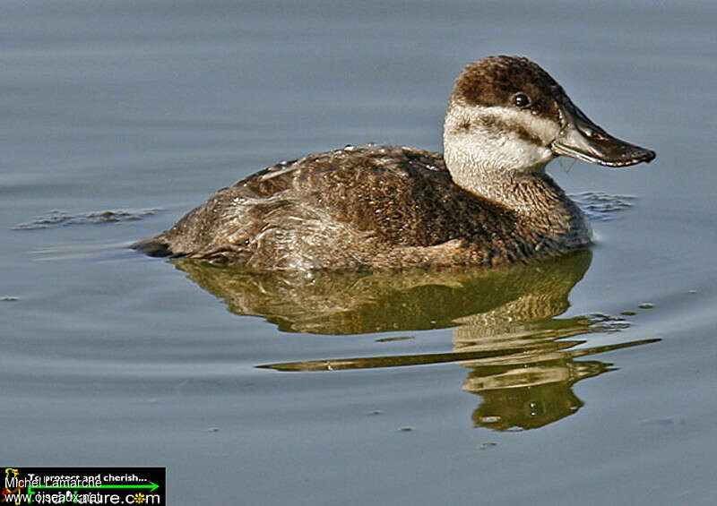 Érismature rousse femelle adulte nuptial, identification