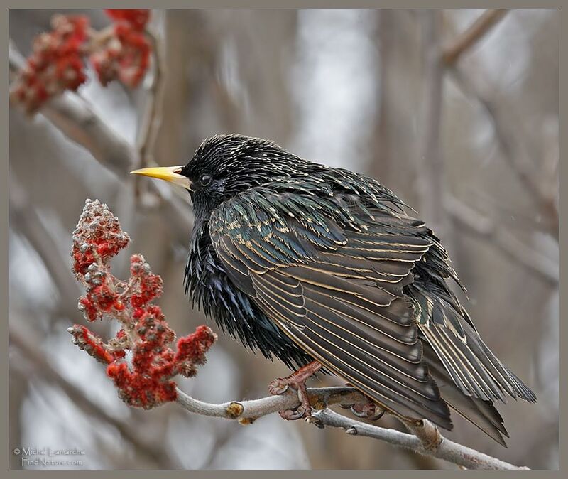 Common Starling