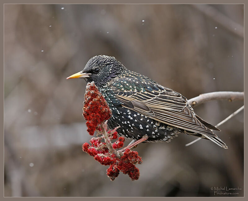 Common Starling