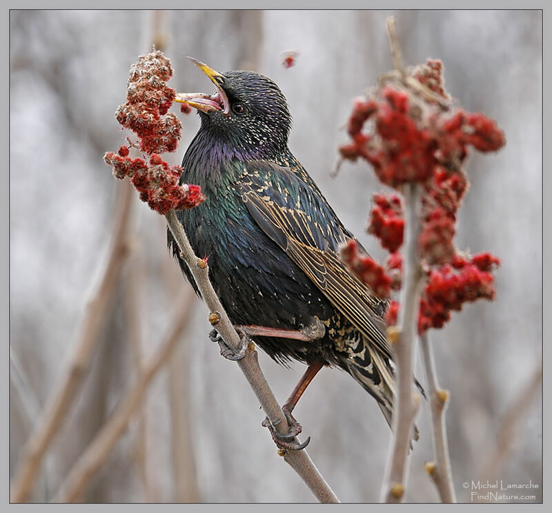 Common Starling