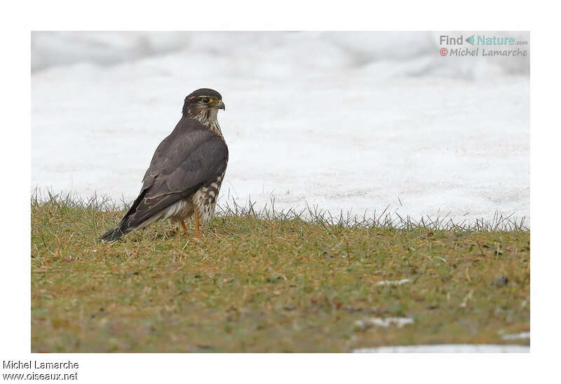 Merlin female adult, pigmentation