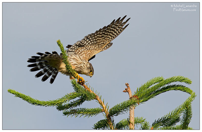 Merlin male adult