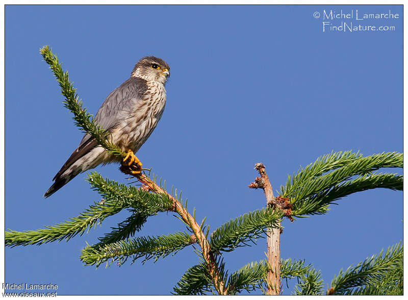 Merlin male adult breeding, identification