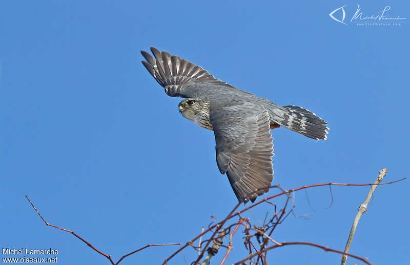 Merlin male, pigmentation, Flight