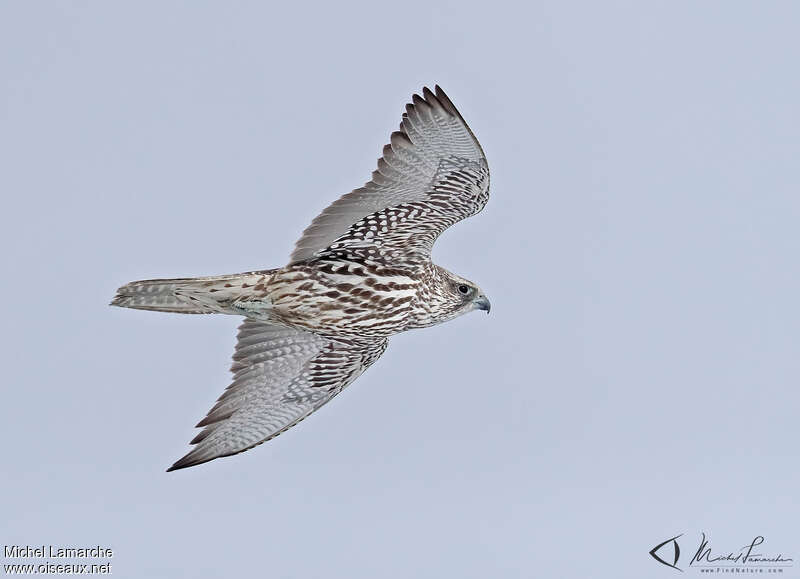 GyrfalconSecond year, identification