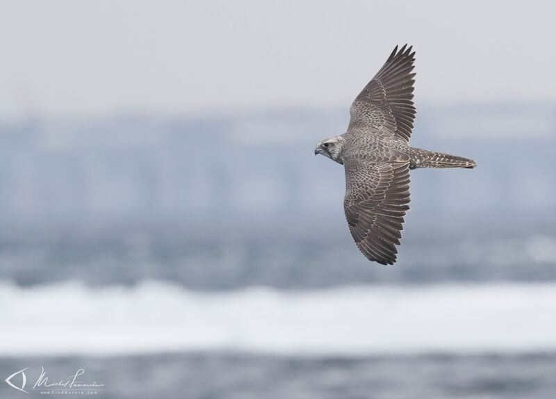 Gyrfalcon, Flight