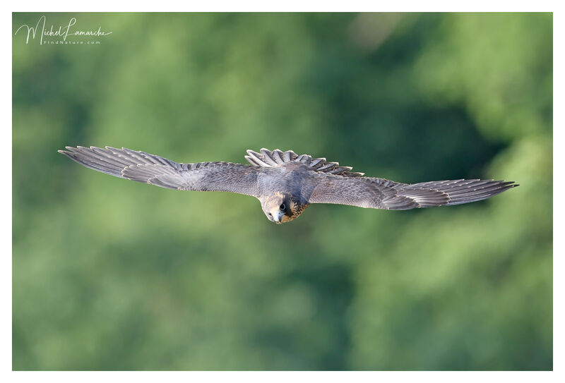 Peregrine Falcon, Flight