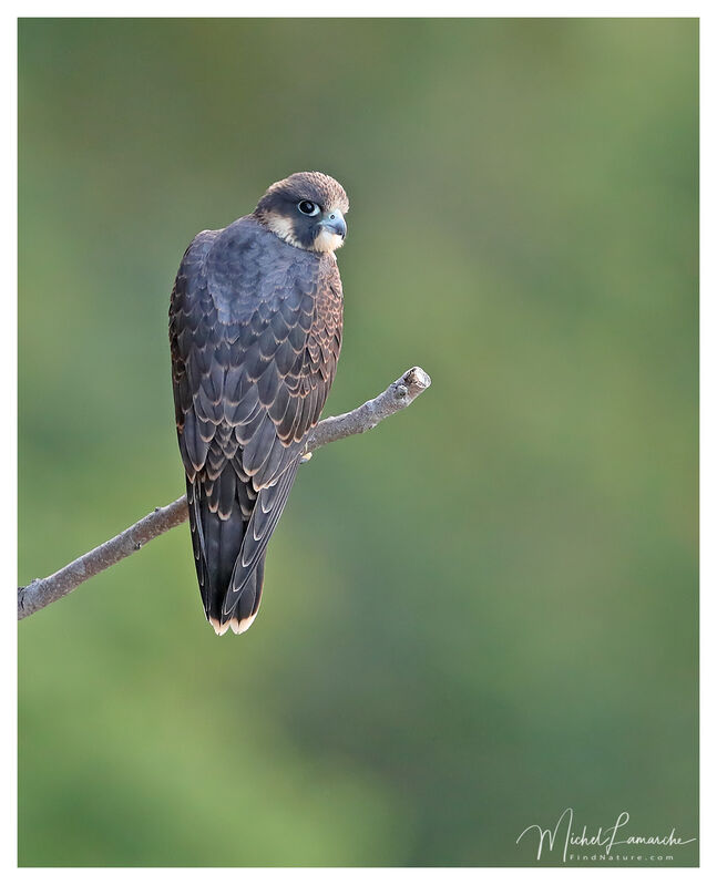 Faucon pèlerinjuvénile