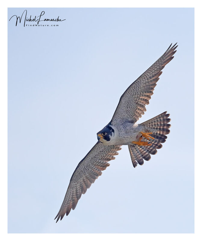 Peregrine Falconadult, Flight