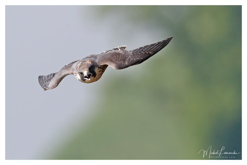 Peregrine Falconjuvenile, Flight