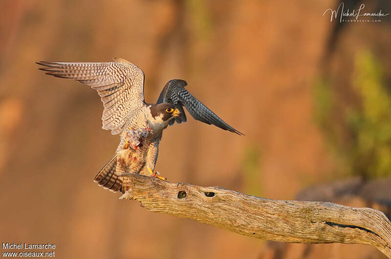 Peregrine Falconadult, feeding habits