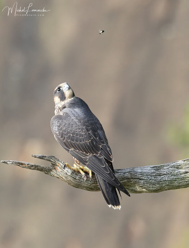 Peregrine Falconjuvenile