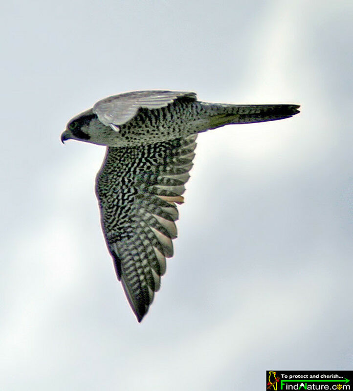 Peregrine Falcon