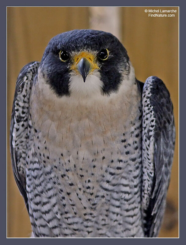 Peregrine Falcon