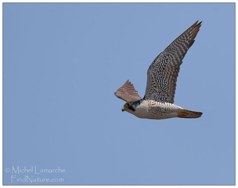 Peregrine Falcon