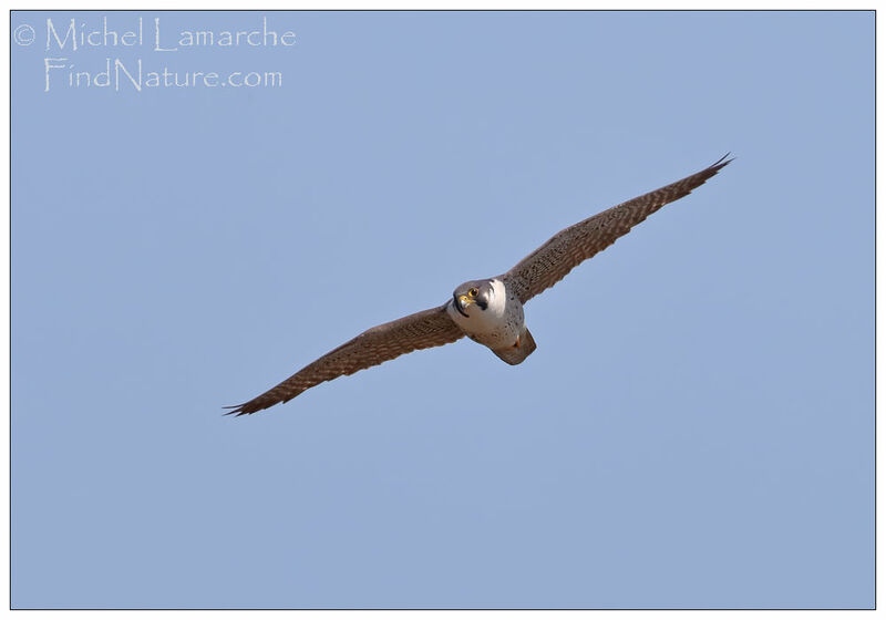 Peregrine Falcon, Flight