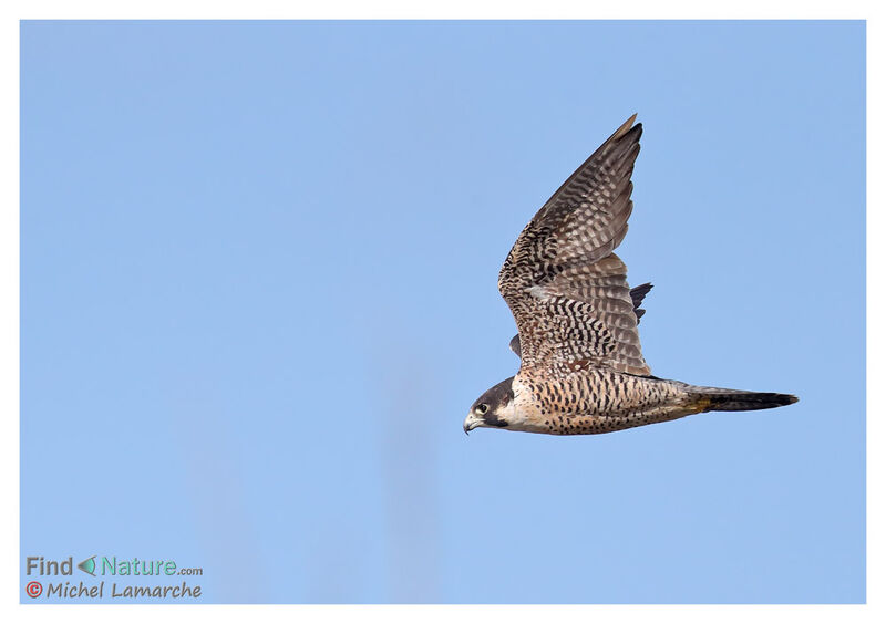 Peregrine Falcon