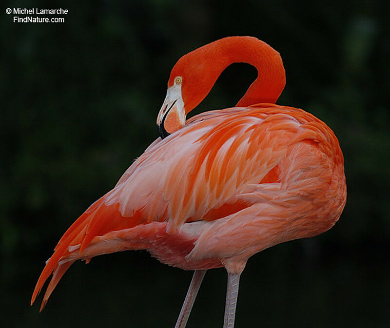 Flamant des Caraïbes