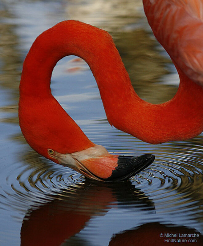 Flamant rose