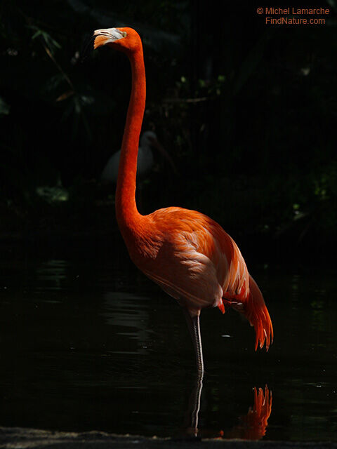 Flamant rose