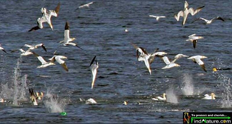 Northern Gannet