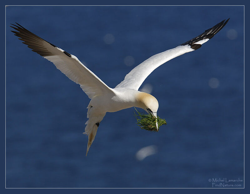 Northern Gannet