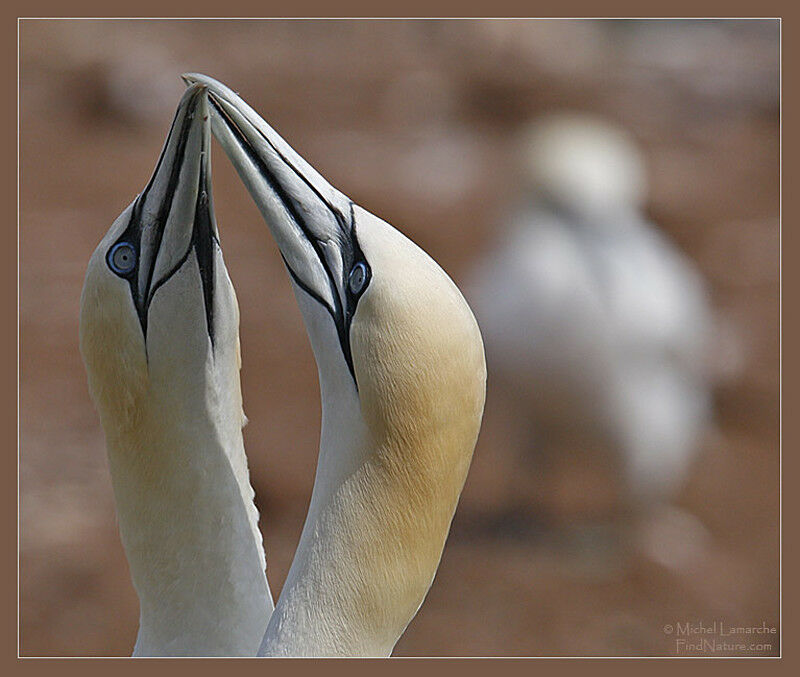 Northern Gannet