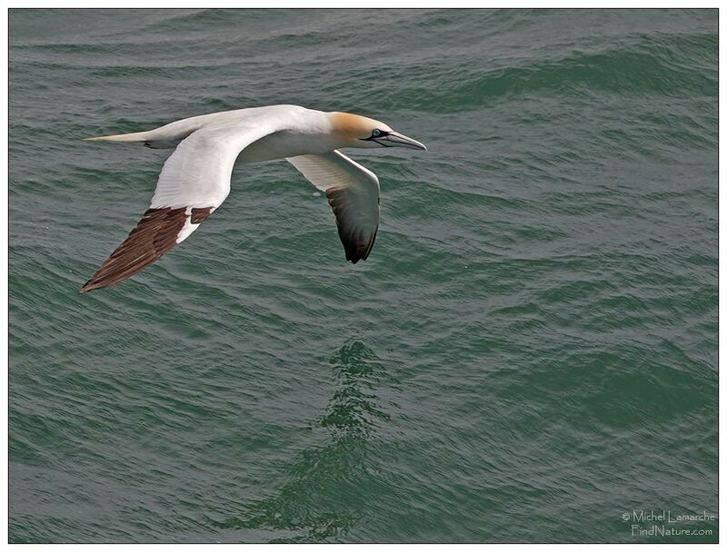 Northern Gannet, Flight