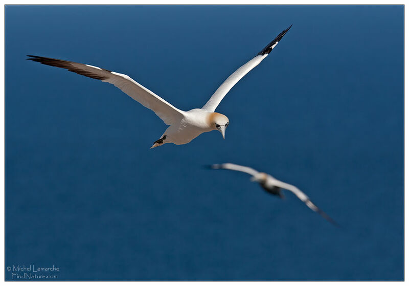 Northern Gannet, Flight