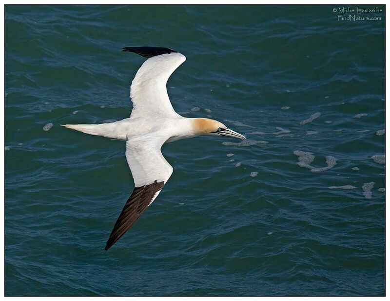 Northern Gannet, Flight