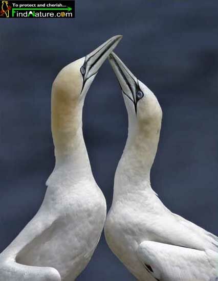 Northern Gannet