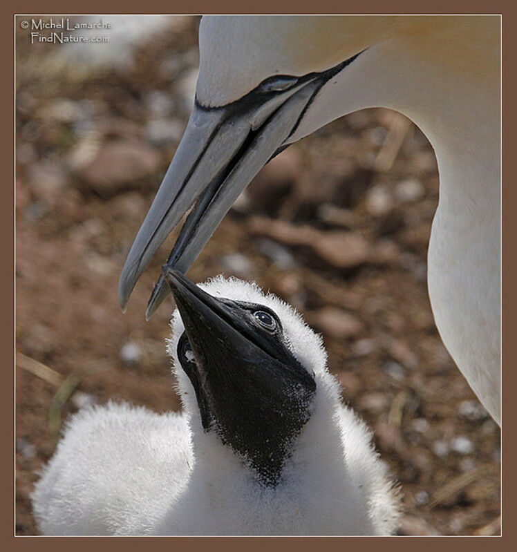 Northern Gannet