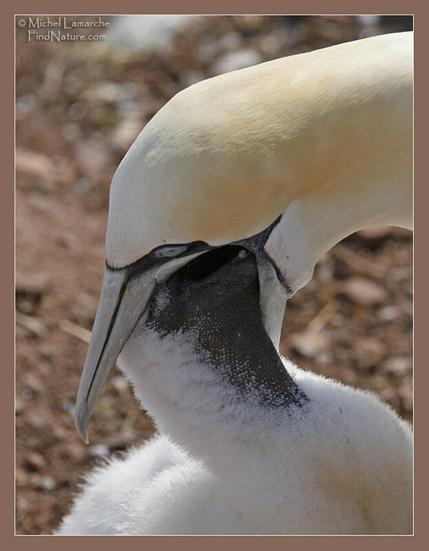 Northern Gannet