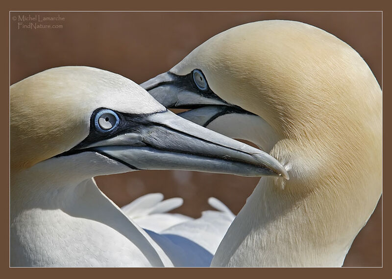 Northern Gannet