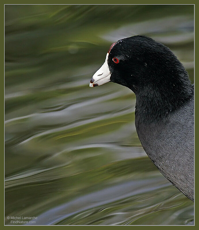 American Cootadult, close-up portrait