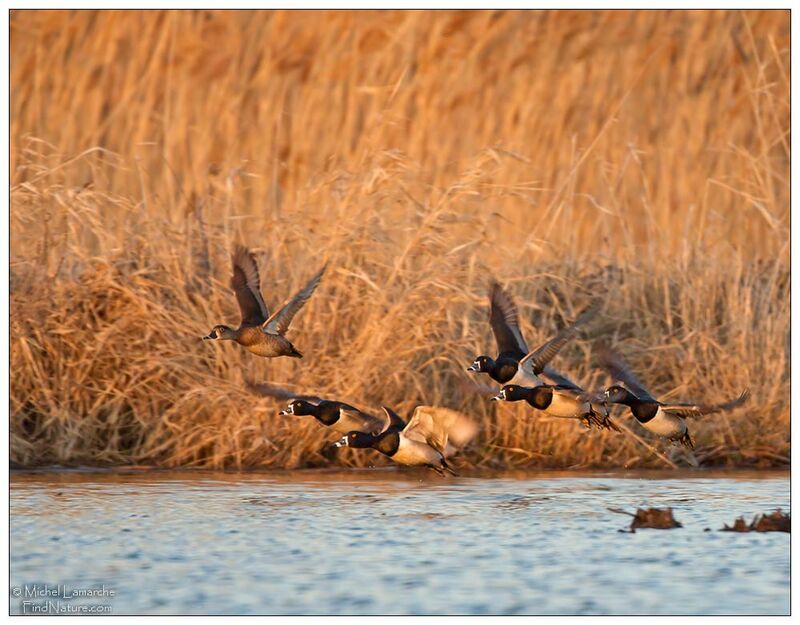 Ring-necked Duck, Flight