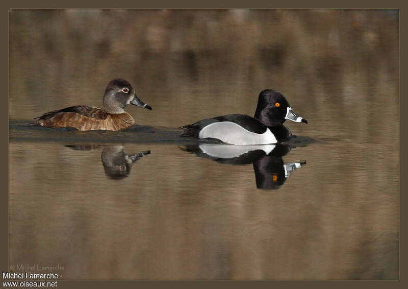 Ring-necked Duckadult breeding, pigmentation