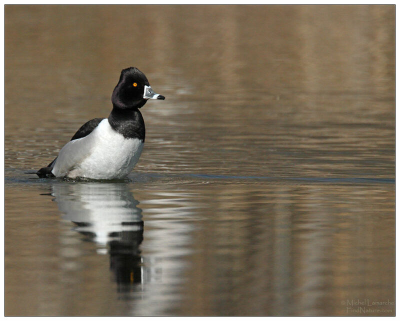 Ring-necked Duck male adult breeding