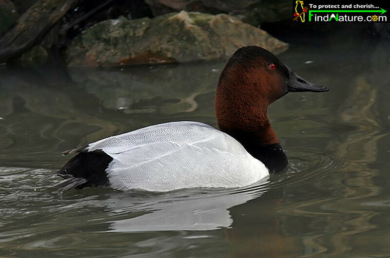 Canvasback male adult