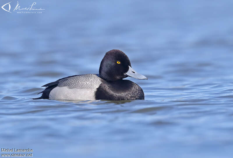 Lesser Scaup male adult breeding, identification