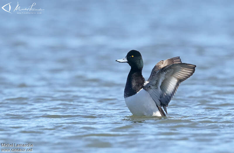 Lesser Scaup male adult breeding, Behaviour