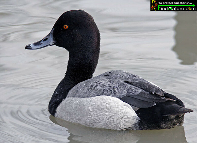 Fuligule à tête noire mâle adulte