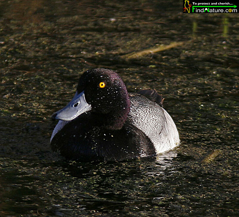 Lesser Scaup male adult