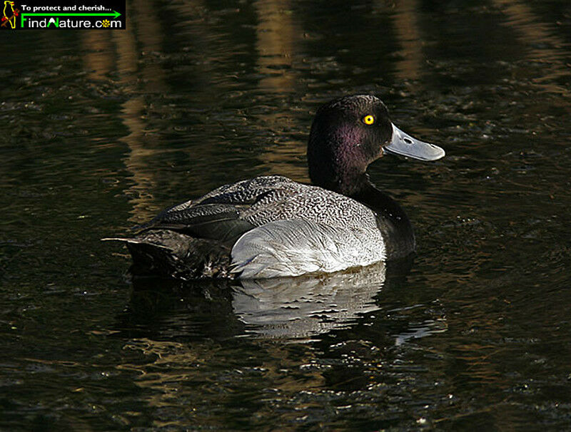 Lesser Scaup male adult