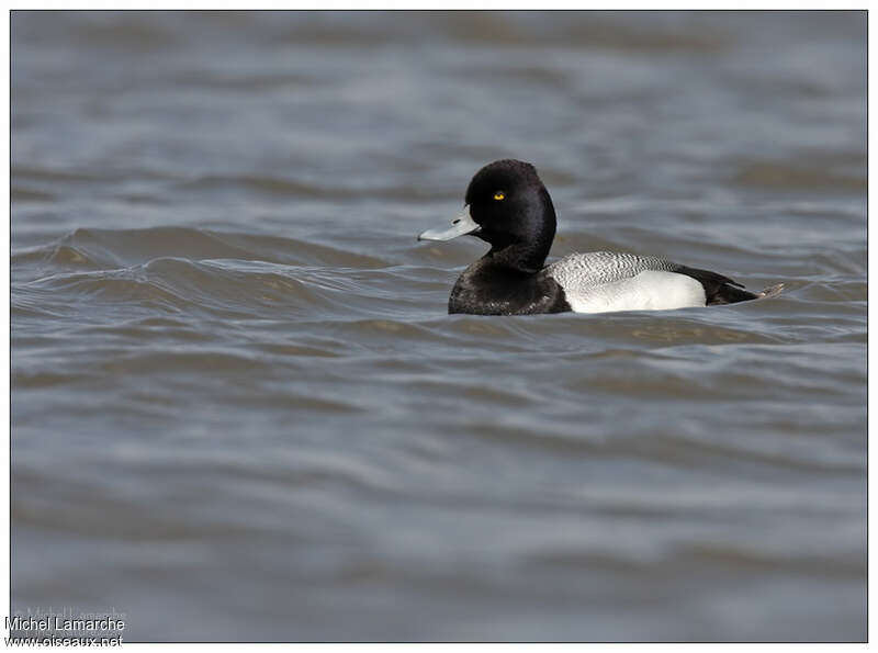 Lesser Scaup male adult breeding, identification