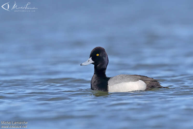 Lesser Scaup male adult breeding, identification