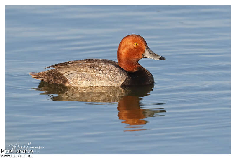 Redhead male adult, identification