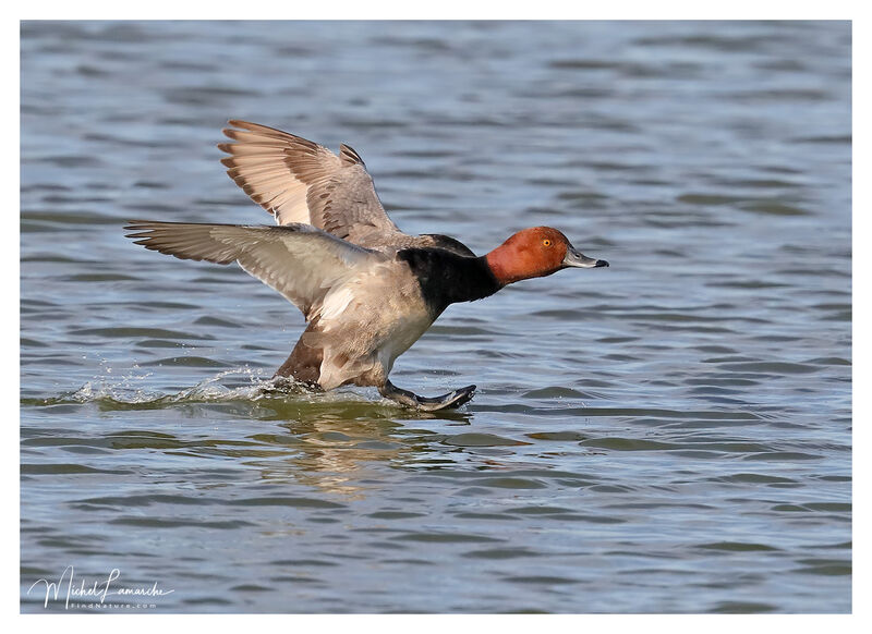 Redhead male adult