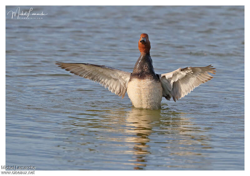 Redhead male adult, close-up portrait